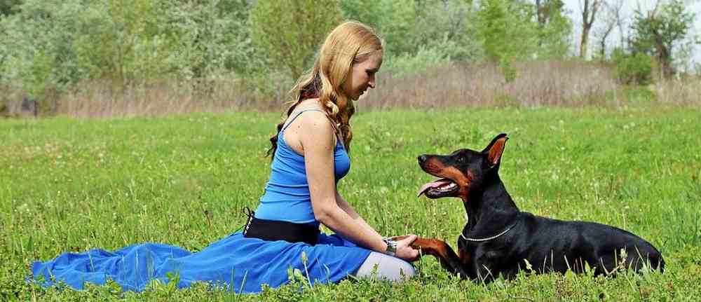 Read more about the article Diabetic Dog Food