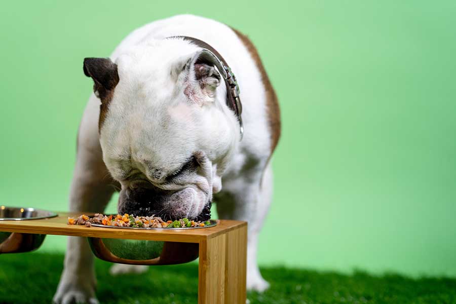 Read more about the article High Fiber Dog Food For Anal Gland Problems