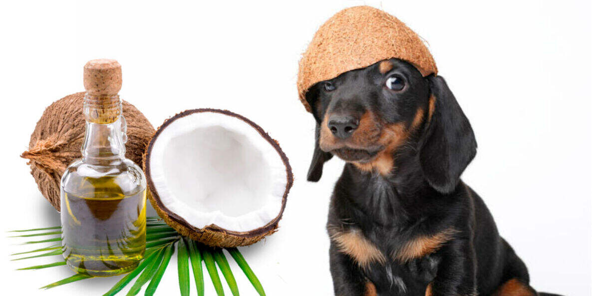Read more about the article Coconut Oil For Dogs