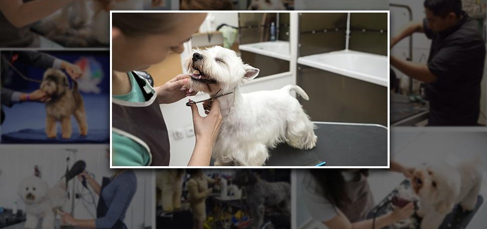 Read more about the article Dog Grooming Table