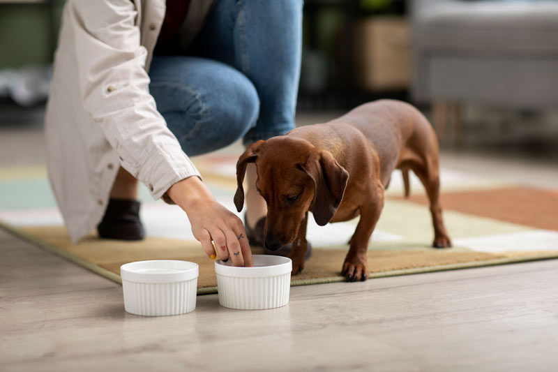 Read more about the article How To Feed Dogs On A Budget – Tips For Saving Money Yet Keeping Them Healthy