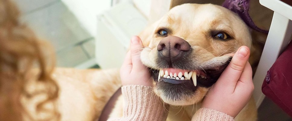 Read more about the article How To Look After Fido’s Teeth – Simple Tips for Dog Dental Health