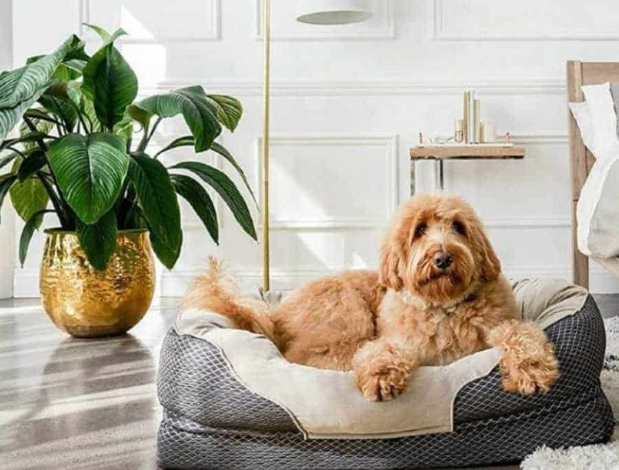 Read more about the article Electric Heated Dog Pads