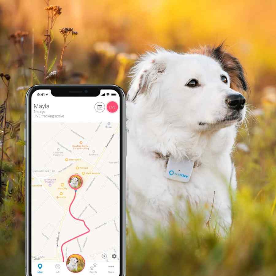 Read more about the article GPS Tracker Smart Collars